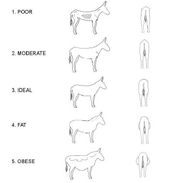 body scoring donkeys